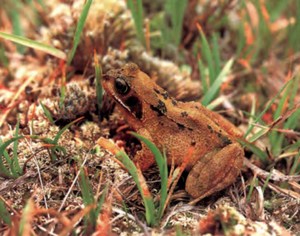 Фотография лягушка травяная