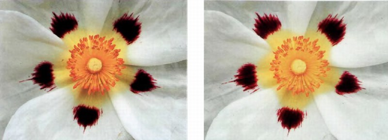 Цветок Cistus Cyprius