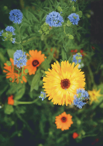 Цветы в саду фото