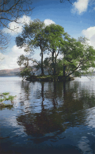фото дерево на острове