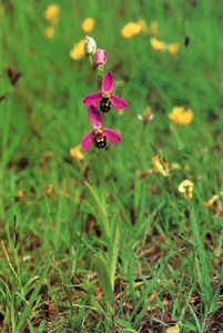 Фотография Ophrys Apifera