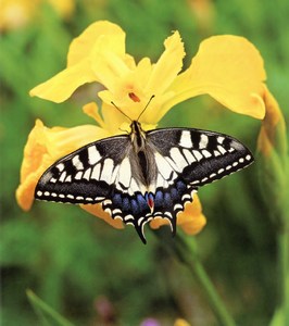 Фотография махаон Papilio Machaon