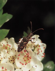 Фотография жука-дровосека Rhagium Bifascia Tum
